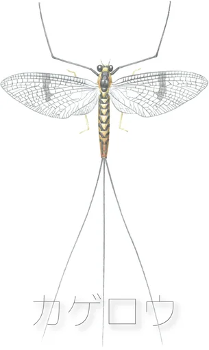 Board game, カゲロウ (Mayfly)